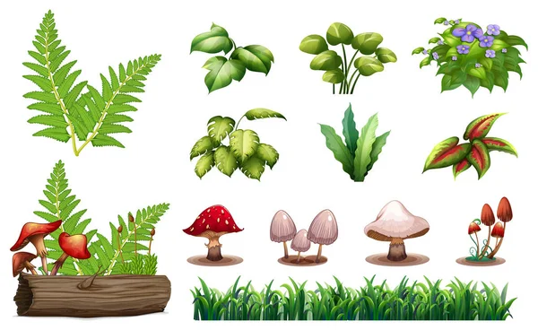 Conjunto Plantas Forestales Ilustración — Archivo Imágenes Vectoriales