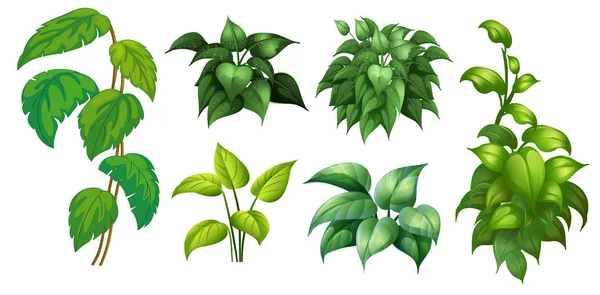 Ensemble Illustrations Plantes Vertes — Image vectorielle