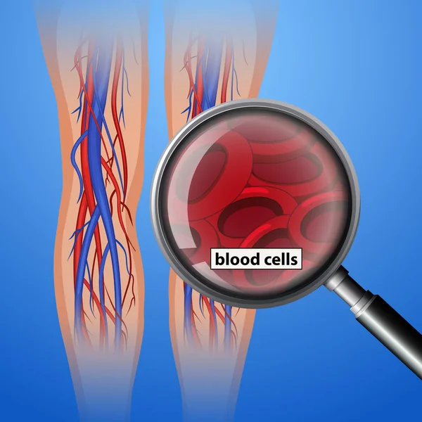 Ilustración Células Sanguíneas Antomia Humana — Vector de stock