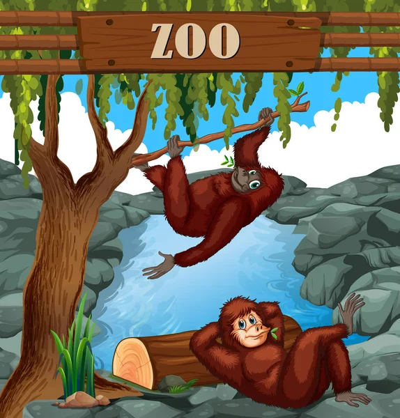Hayvanat Bahçesi Çizimde Maymun — Stok Vektör