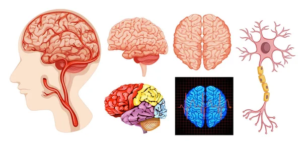 Mänskliga Hjärnans Anatomi Teknisk Medicinsk Illustration — Stock vektor