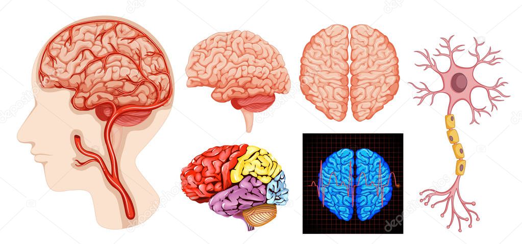 Human brain anatomy technical medical illustration