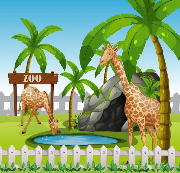 Giraffer Azoo Inhägnad Illustration — Stock vektor