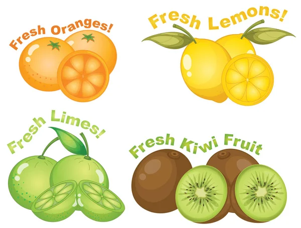 柑橘系の果物のイラストのセット — ストックベクタ