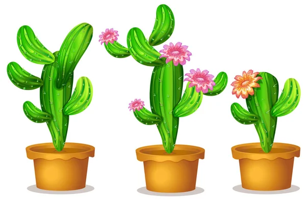 Kaktus Växten Potten Illustration — Stock vektor