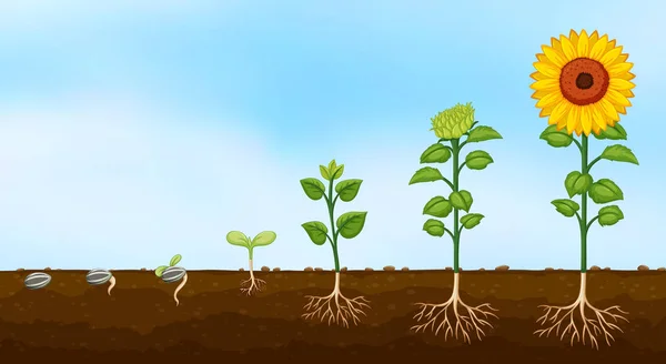 Diagramm Der Phasen Des Pflanzenwachstums Illustration — Stockvektor