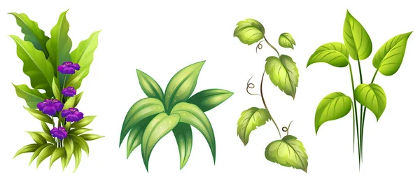 Ensemble Illustrations Plantes Isolées — Image vectorielle