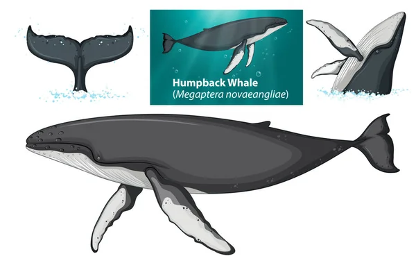 Illustration Eines Buckelwals — Stockvektor