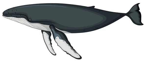 Personnage Baleine Sur Fond Blanc Illustration — Image vectorielle