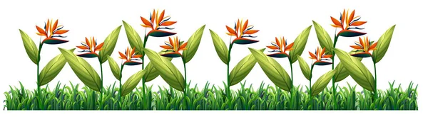Bird Paradise Flower Template Illustration — Stock Vector