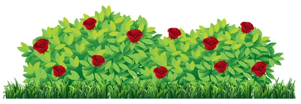 Isolated Rose Plant White Background Illustration — Stock Vector