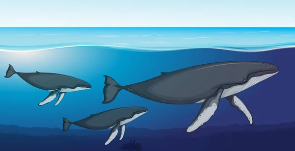 ナガスクジラの深い水中図 — ストックベクタ