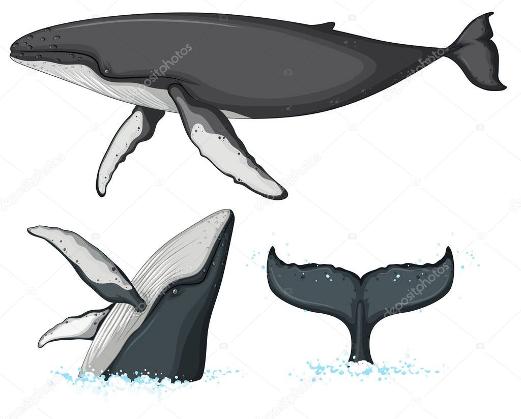 Humpback whale character on white background illustration