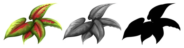 Splated Bitki Resimde Kümesi — Stok Vektör