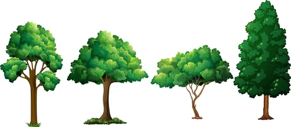 Set Different Tree Illustration — Stock Vector