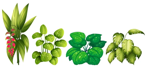 Készlet Illusztráció Dísznövények — Stock Vector
