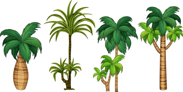 Set Different Palm Tree Illustration — Stock Vector