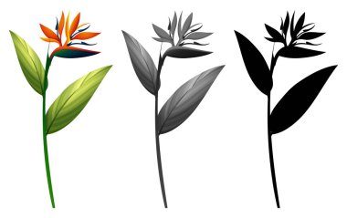 Set of exotic flower illustration clipart