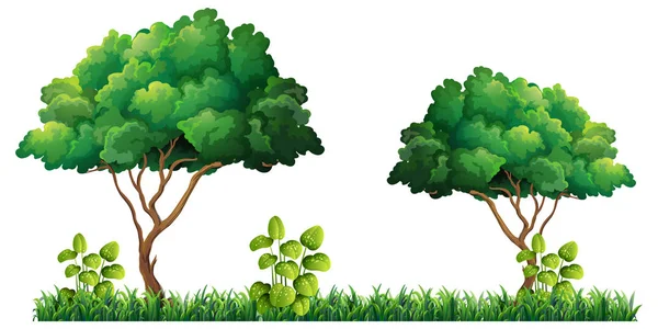 Pohon Alam Pada Ilustrasi Latar Belakang Putih - Stok Vektor