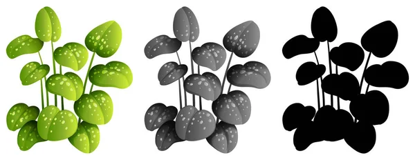 観賞用の植物図のセット — ストックベクタ