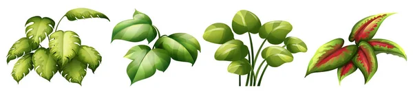 Set Blad Plant Illustratie — Stockvector