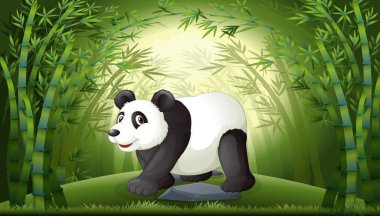 Bambu ormanında bir panda