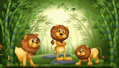 Bambu ormanında aslan