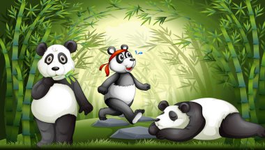 Panda bambu ormanında