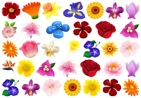 Conjunto de flores diferentes —  Vetores de Stock