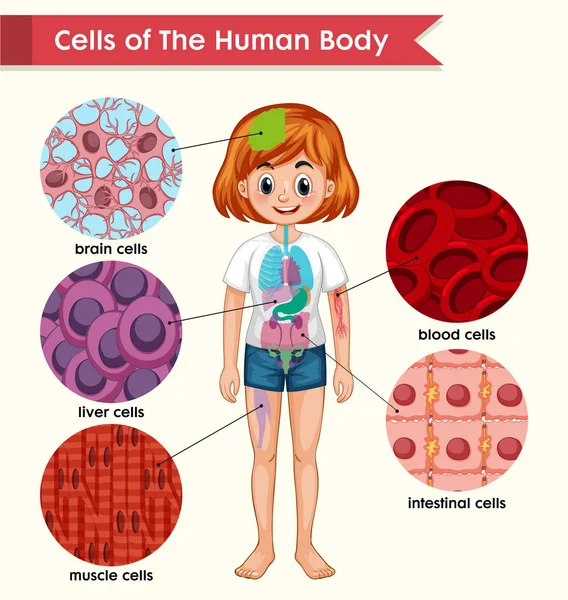 Illustration médicale scientifique des cellules du corps humain — Image vectorielle