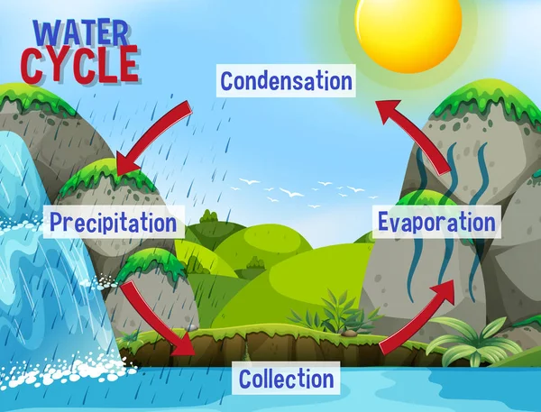 Processus du cycle de l'eau sur Terre - Scientifique — Image vectorielle