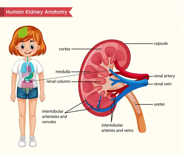 Wetenschappelijke medische illustratie van nier anatomie — Stockvector