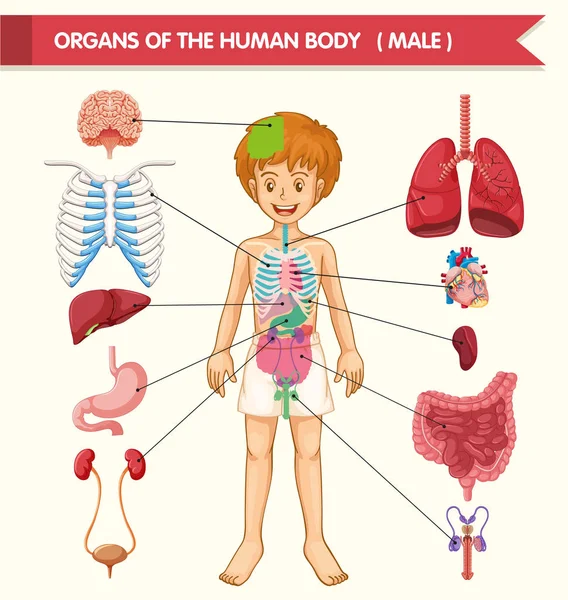Scientific medical illustration of human body organs — Stock Vector