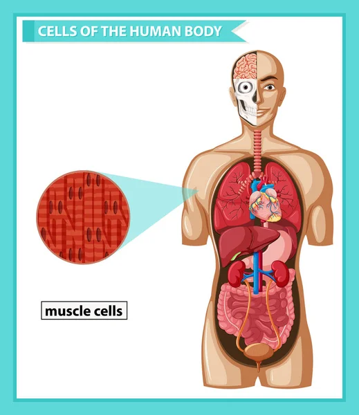 Ilustración médica científica de las células musculares — Archivo Imágenes Vectoriales