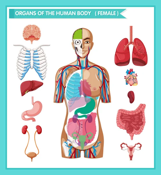 Ilustración médica científica de la antomía humana — Vector de stock