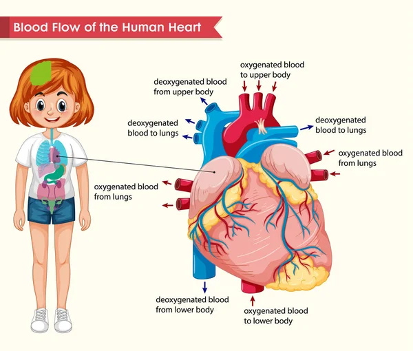 Wissenschaftliche medizinische Illustration des Blutflusses des menschlichen Herzens — Stockvektor