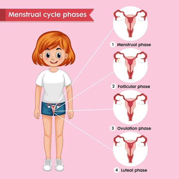 Wetenschappelijke medische illustratie van de menstruatiecyclus — Stockvector