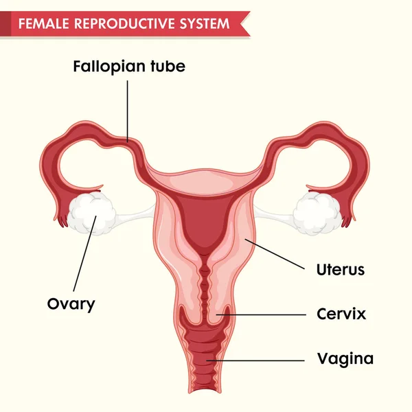 Wetenschappelijke medische illustratie van vrouwelijke repoductive systeem — Stockvector