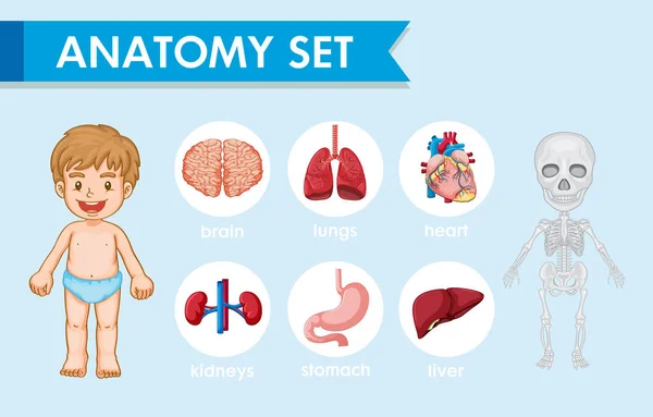 Ilustración médica científica de la anatomía humana — Vector de stock