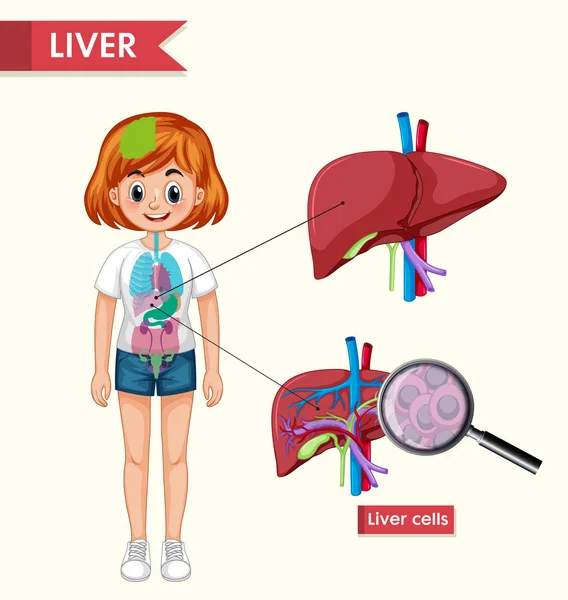 Ilustración médica científica de la enfermedad renal — Vector de stock