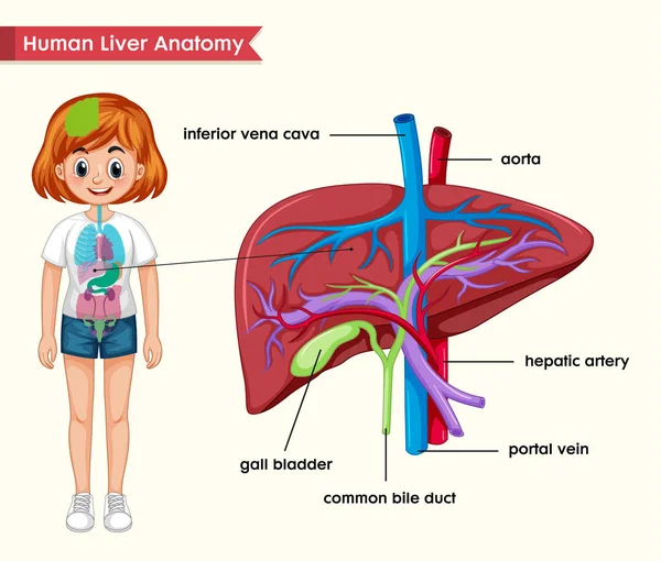 Ilustración médica científica de la anatomía hepática — Vector de stock