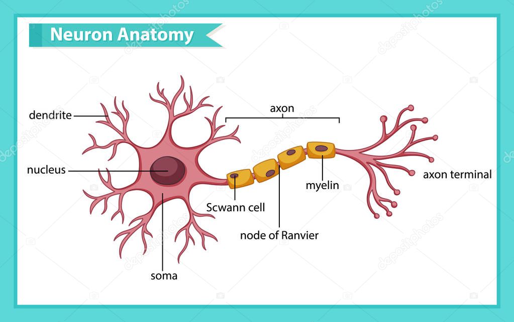 Scientific medical illustration of anatomy of nerve cell