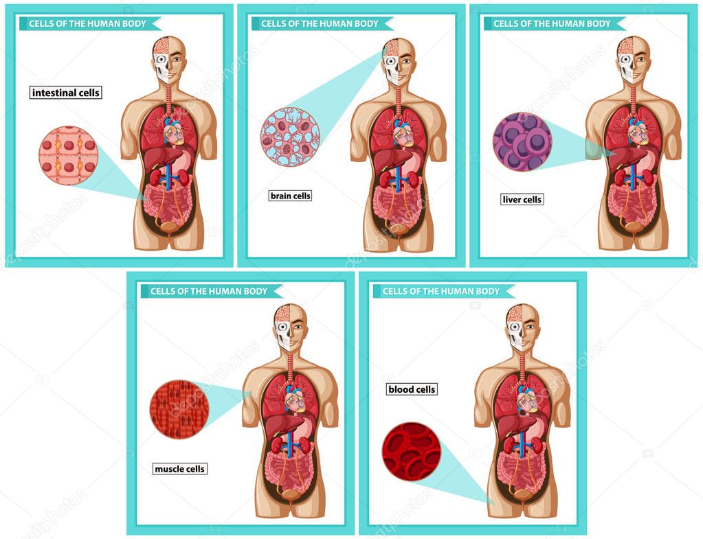 Scientific medical illustration of cell types