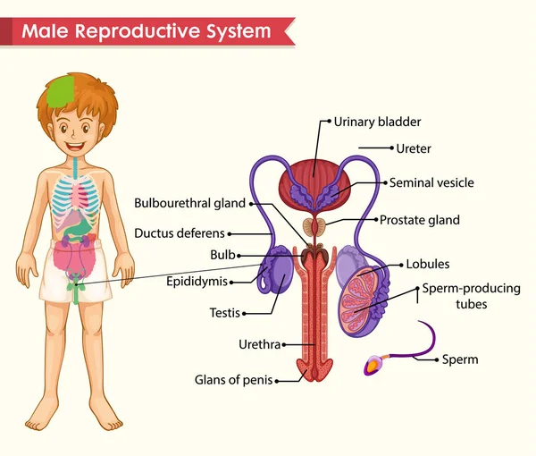 男性の生殖システムの科学的医学的イラスト — ストックベクタ
