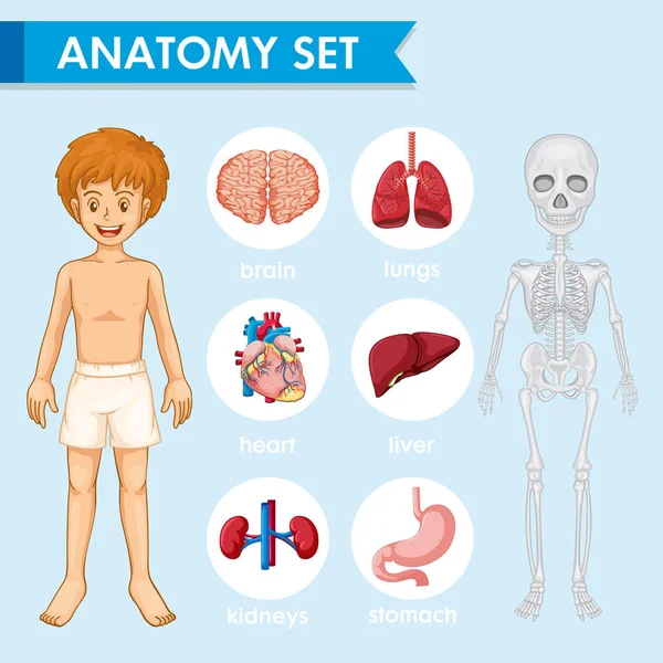Humn解剖学の科学的な医学のイラスト — ストックベクタ