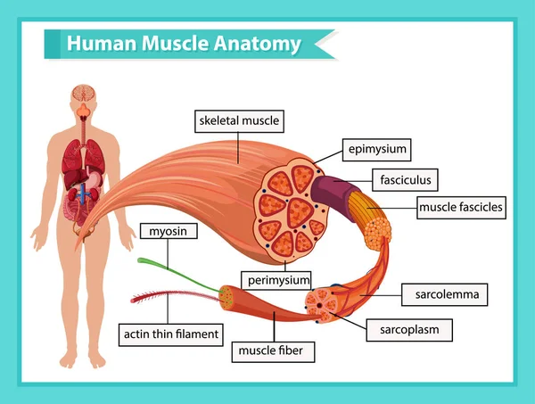 근육 해부학의 과학적인 의학 삽화 — 스톡 벡터
