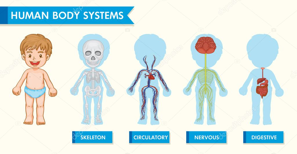Scientific medical illustration of human body systems in childre