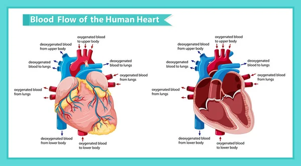 Illustrazione medica scientifica del flusso sanguigno attraverso il cuore — Vettoriale Stock