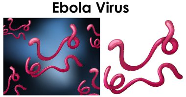 Ebola virüsü adlı virüsün izole nesnesini yakınla