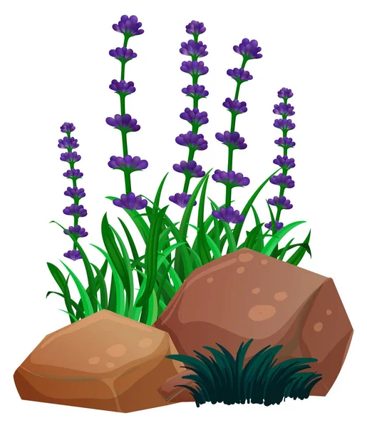 Lavender flowers and rocks on white background — Stock Vector